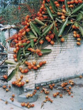 Stephen GILL (*1971, Great Britain): Untitled, from the series 'Hackney Flowers' – Christophe Guye Galerie