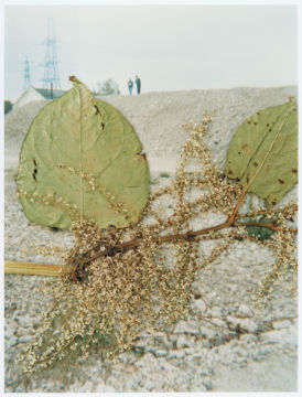 Stephen GILL (*1971, Great Britain): Untitled, from the series 'Hackney Flowers' – Christophe Guye Galerie