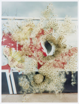 Stephen GILL (*1971, Great Britain): Untitled, from the series 'Hackney Flowers' – Christophe Guye Galerie