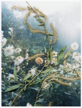 Stephen GILL (*1971, Great Britain): Untitled, from the series 'Hackney Flowers' – Christophe Guye Galerie