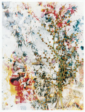 Stephen GILL (*1971, Great Britain): Untitled, from the series 'Hackney Flowers' – Christophe Guye Galerie