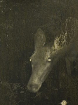 Stephen GILL (*1971, Great Britain): Untitled, from the series 'Night Procession' – Christophe Guye Galerie