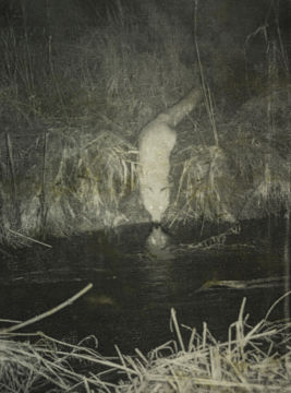 Stephen GILL (*1971, Great Britain): Untitled, from the series 'Night Procession' – Christophe Guye Galerie