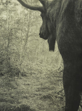 Stephen GILL (*1971, Great Britain): Untitled, from the series 'Night Procession' – Christophe Guye Galerie