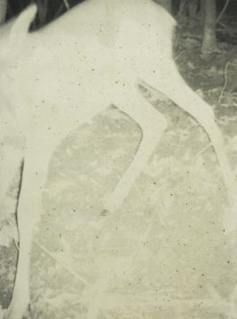 Stephen GILL (*1971, Great Britain): Untitled, from the series 'Night Procession' – Christophe Guye Galerie