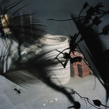 Stephen GILL (*1971, Great Britain): Untitled, from the series 'Talking to Ants' – Christophe Guye Galerie