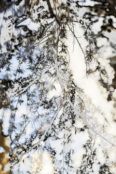 Yoshinori MIZUTANI (*1987, Japan): HDR_nature 002 – Christophe Guye Galerie