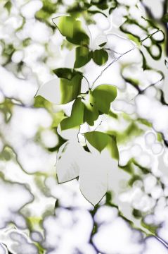 Yoshinori MIZUTANI (*1987, Japan): HDR_nature 007 – Christophe Guye Galerie
