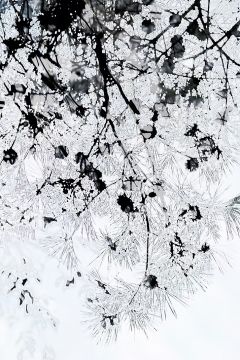 Yoshinori MIZUTANI (*1987, Japan): HDR_nature 001 – Christophe Guye Galerie