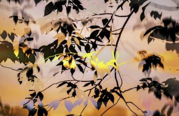 Yoshinori MIZUTANI (*1987, Japan): HDR_nature 008 – Christophe Guye Galerie