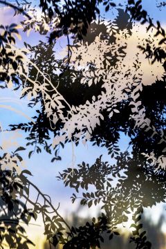 Yoshinori MIZUTANI (*1987, Japan): HDR_nature 012 – Christophe Guye Galerie