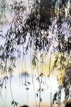 Yoshinori MIZUTANI (*1987, Japan): HDR_nature 013 – Christophe Guye Galerie