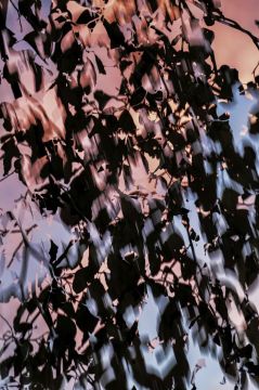 Yoshinori MIZUTANI (*1987, Japan): HDR_nature 014 – Christophe Guye Galerie