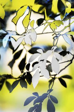 Yoshinori MIZUTANI (*1987, Japan): HDR_nature 016 – Christophe Guye Galerie