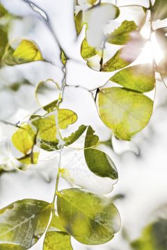 Yoshinori MIZUTANI (*1987, Japan): HDR_nature 015 – Christophe Guye Galerie