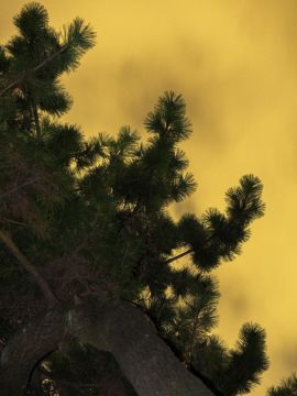 Yoshinori MIZUTANI (*1987, Japan): Moonlight 04 – Christophe Guye Galerie