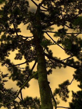 Yoshinori MIZUTANI (*1987, Japan): Moonlight 16 – Christophe Guye Galerie