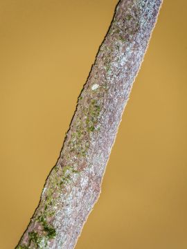 Yoshinori MIZUTANI (*1987, Japan): Moonlight 09 – Christophe Guye Galerie