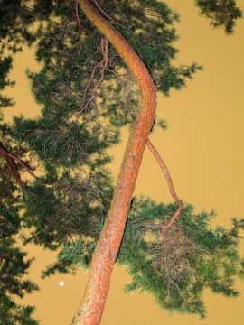 Yoshinori MIZUTANI (*1987, Japan): Moonlight 10 – Christophe Guye Galerie