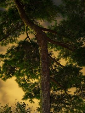 Yoshinori MIZUTANI (*1987, Japan): Moonlight 12 – Christophe Guye Galerie