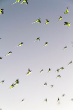 Yoshinori MIZUTANI (*1987, Japan): Tokyo Parrots 001 – Christophe Guye Galerie