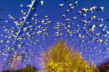 Yoshinori MIZUTANI (*1987, Japan): Tokyo Parrots 003 – Christophe Guye Galerie