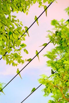 Yoshinori MIZUTANI (*1987, Japan): Tokyo Parrots 007 – Christophe Guye Galerie