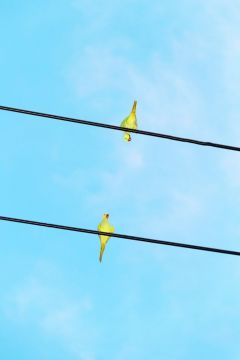 Yoshinori MIZUTANI (*1987, Japan): Tokyo Parrots 048 – Christophe Guye Galerie