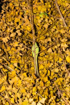 Yoshinori MIZUTANI (*1987, Japan): Tokyo Parrots 050 – Christophe Guye Galerie