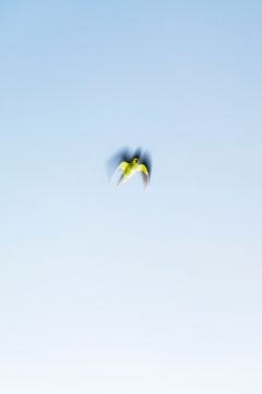 Yoshinori MIZUTANI (*1987, Japan): Tokyo Parrots 053 – Christophe Guye Galerie