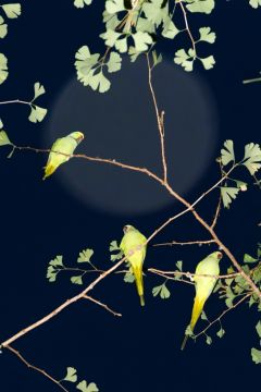 Yoshinori MIZUTANI (*1987, Japan): Tokyo Parrots 054 – Christophe Guye Galerie