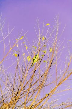 Yoshinori MIZUTANI (*1987, Japan): Tokyo Parrots 055 – Christophe Guye Galerie