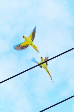 Yoshinori MIZUTANI (*1987, Japan): Tokyo Parrots 056 – Christophe Guye Galerie