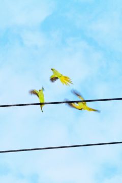 Yoshinori MIZUTANI (*1987, Japan): Tokyo Parrots 057 – Christophe Guye Galerie