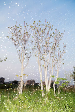 Yoshinori MIZUTANI (*1987, Japan): Yusurika 006 – Christophe Guye Galerie