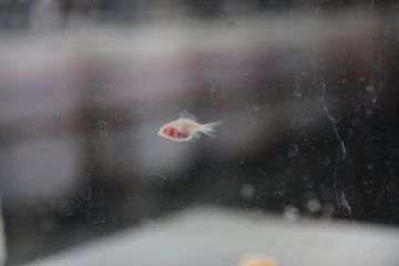 Revital COHEN / Tuur VAN BALEN (*1981, Israel / Belgium): Sterile Goldfish, from the series 'Sterile' – Christophe Guye Galerie