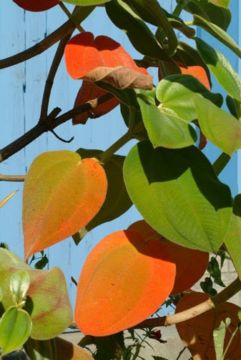 Robert WALKER (*1945, Canada) : Montréal botanique #10  – Christophe Guye Galerie