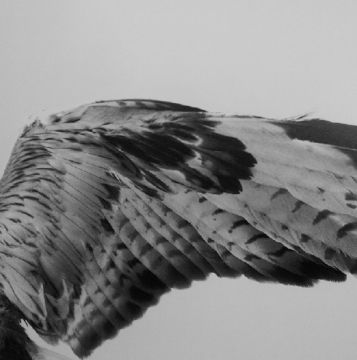 Balthasar BURKHARD (1944–2010, Switzerland): Aile  – Christophe Guye Galerie