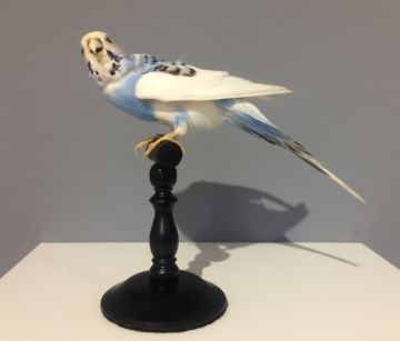  Blauer Wellensitich (Melopsittacus undulatus, Switzerland) – Christophe Guye Galerie