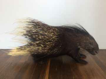 Stachelschwein (Hystricidae, South Africa) – Christophe Guye Galerie