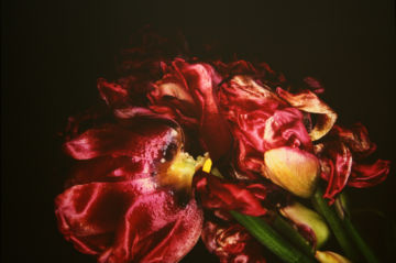 Nobuyoshi ARAKI (*1940, Japan): From the series 'Kakyoku' – Christophe Guye Galerie