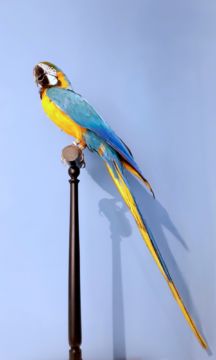  Gelbbrustara (Ara ararauna, Brazil) – Christophe Guye Galerie