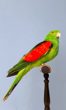  Rotflügelsittich (Aprosmictus erythropterus, Australia) – Christophe Guye Galerie