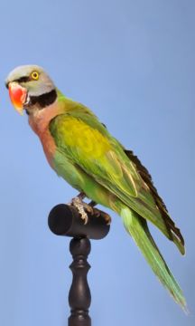  Alexandersittich (Psicula krameri, South America) – Christophe Guye Galerie