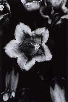 Nobuyoshi ARAKI (*1940, Japan): From the series 'Erotos' – Christophe Guye Galerie