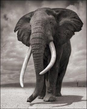 Nick BRANDT (*1966, England): Elephant on Bare Earth, Amboseli – Christophe Guye Galerie