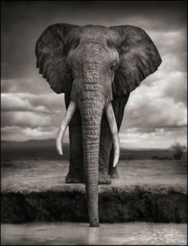 Nick BRANDT (*1966, England): Elephant Drinking, Amboseli – Christophe Guye Galerie