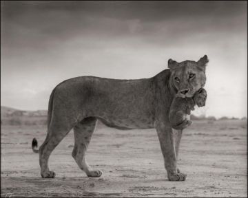 Nick BRANDT (*1966, England): Lioness Holding Cub in Mouth, Masai Mara – Christophe Guye Galerie