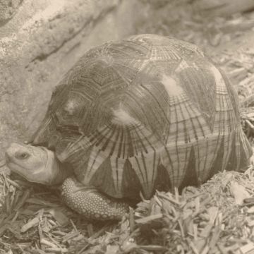 Paul KOOIKER (*1964, The Neatherlands): A14, from 'Nude Animal Cigar' – Christophe Guye Galerie