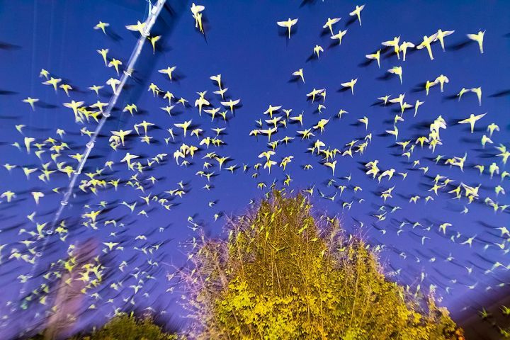 le festival Alt.+1000 – Christophe Guye Galerie